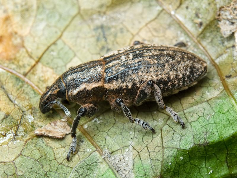 Pseudocleonus cinereus (Schrank, 1781)